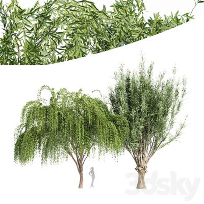 آبجکت درخت 2Tree Pollard Willow Weeping Willow – копия