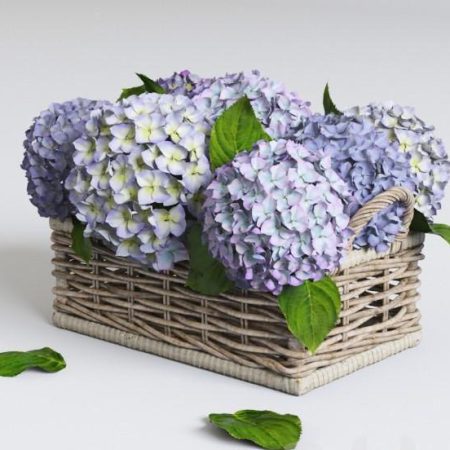 آبجکت سبد گل Hydrangea in basket