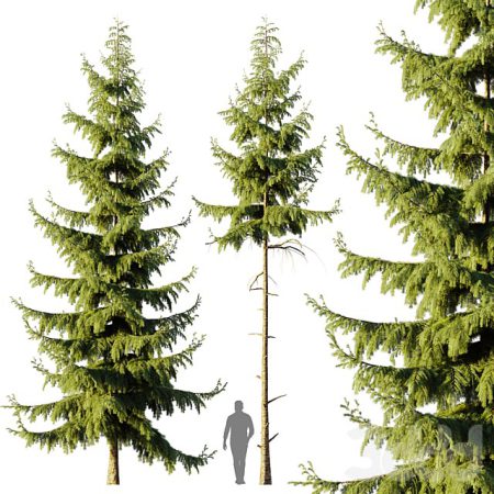 آبجکت درخت Pine Spruce