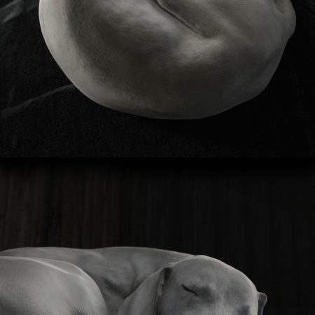 مدل سه بعدی سگ Gert dog