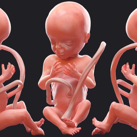 مدل سه بعدی جنین 3D Human Fetus at 20 Weeks