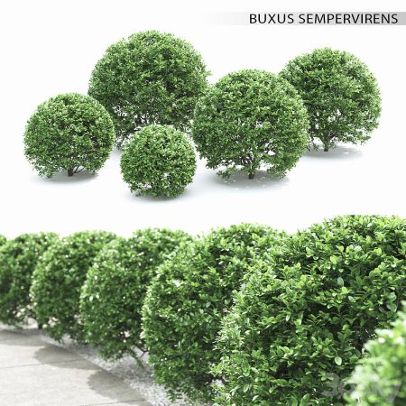 آبجکت گیاه Buxus