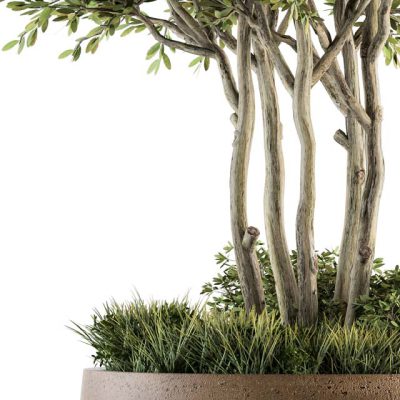 آبجکت گیاه Outdoor Plants Tree in Concrete Pot Set 135