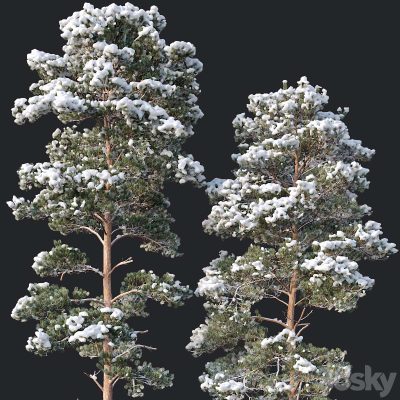 آبجکت درخت Pinus sylvestris Nr13 H19, 22m Two winter trees