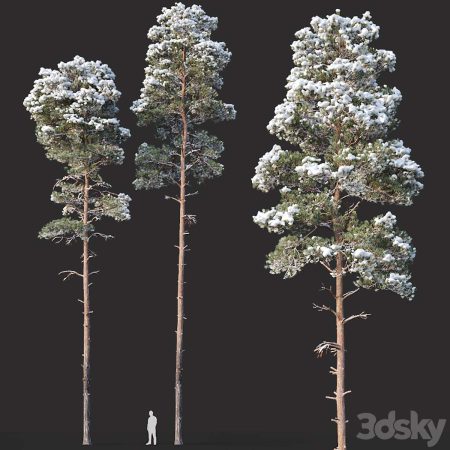 آبجکت درخت Pinus sylvestris Nr13 H19, 22m Two winter trees