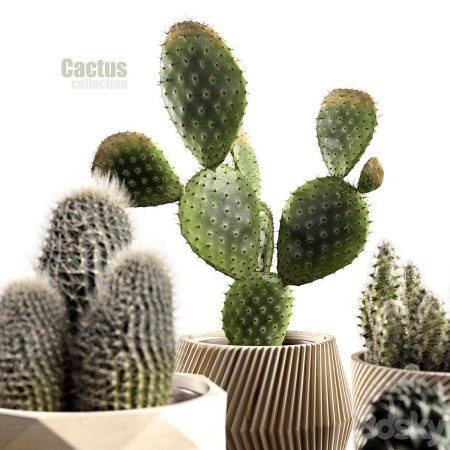 آبجکت گیاه کاکتوس Cactus collection