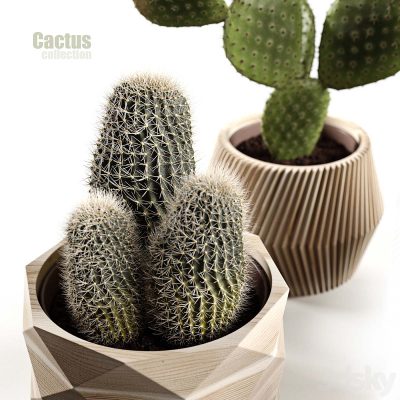 آبجکت گیاه کاکتوس Cactus collection