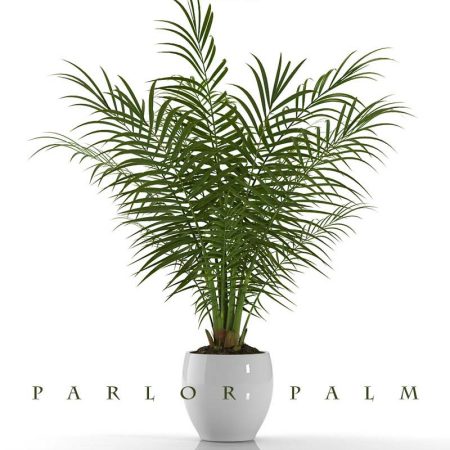 آبجکت گیاه PARLOR PALM_PLANTS 23