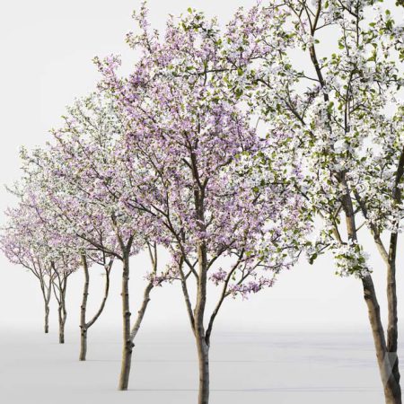 آبجکت درخت Prunus cerasus Cherry flowering