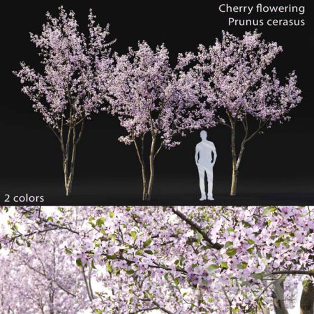 آبجکت درخت Prunus cerasus Cherry flowering