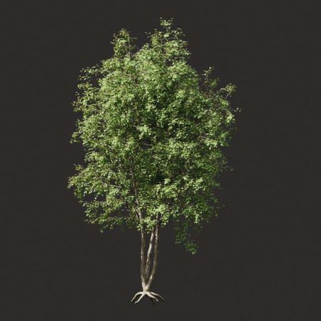 آبجکت درخت Summer tree 03