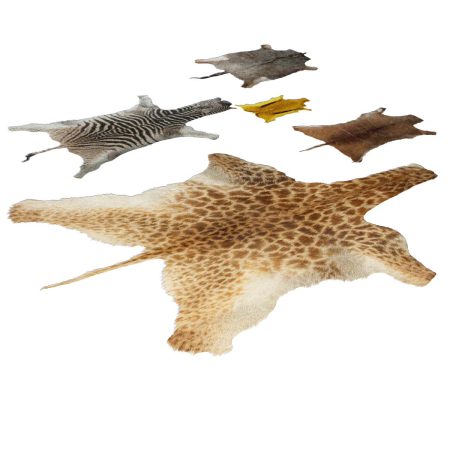 مدل سه بعدی فرش پوست حیوانات The skins of wild animals
