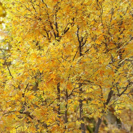 آبجکت درخت Autumn Summit Green Ash Fraxinus Pennsylvanica Summit