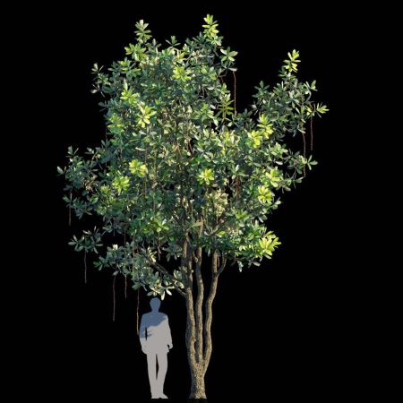 آبجکت درخت Barringtonia acutangula var 1