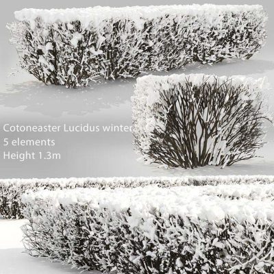 آبجکت گیاه Cotoneaster lucidus. Winter hedge # 3