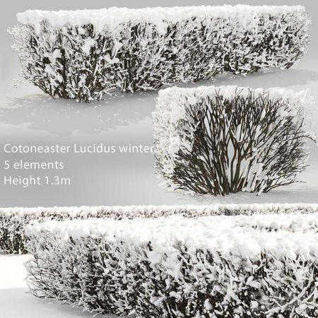آبجکت گیاه Cotoneaster lucidus. Winter hedge # 3