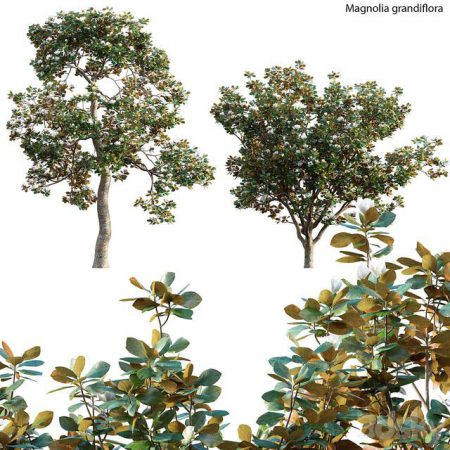 آبجکت درخت Magnolia Grandiflora 02