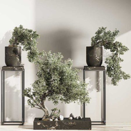 آبجکت گیاه Bonsai And Indoor Plant Set 43