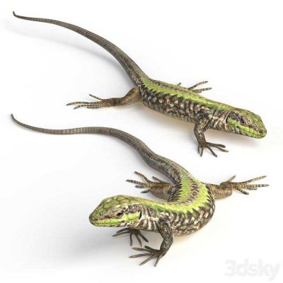 مدل سه بعدی مارمولک Common Wall Lizard – 5 poses