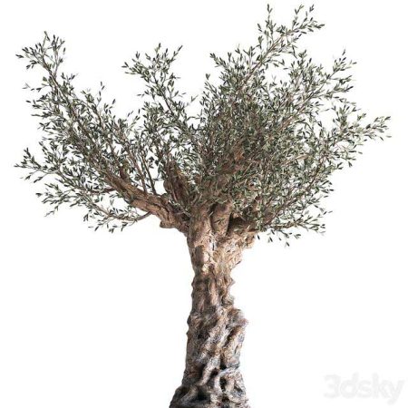 آبجکت گیاه European olive tree in a black metal outdoor pot and vase, topiary. 985