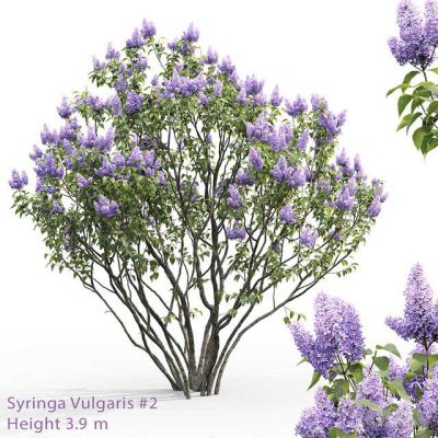 آبجکت درخت Syringa vulgaris # 2